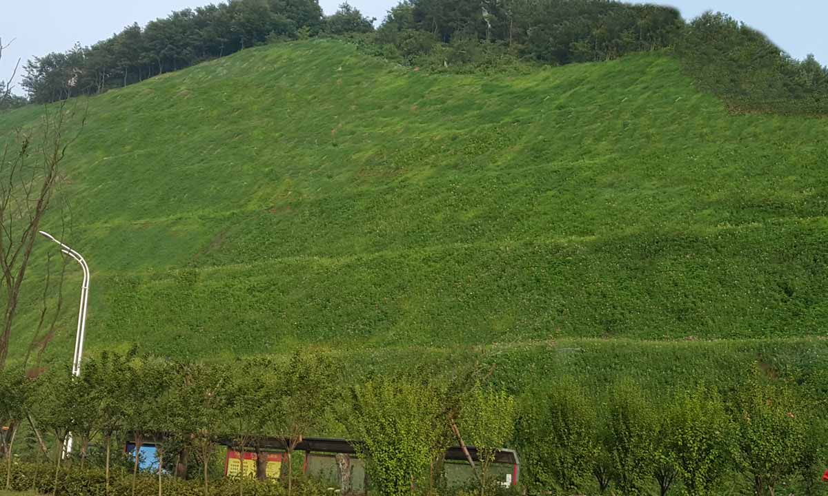 湖北應(yīng)廣城市道路邊坡復綠工程
